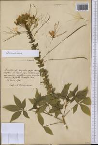 Cleomaceae, Америка (AMER) (Куба)