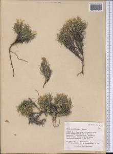Phlox multiflora A. Nelson, Америка (AMER) (США)