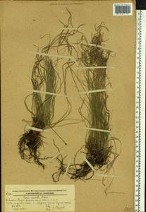 Carex callitrichos var. nana (H.Lév. & Vaniot) S.Yun Liang, L.K.Dai & Y.C.Tang, Сибирь, Дальний Восток (S6) (Россия)
