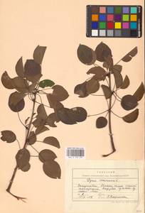 Груша обыкновенная, Груша садовая L., Восточная Европа, Западно-Украинский район (E13) (Украина)