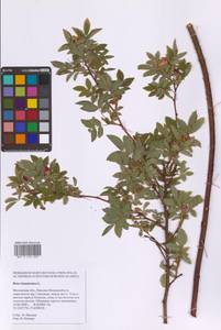 Шиповник майский Herrm., Восточная Европа, Московская область и Москва (E4a) (Россия)