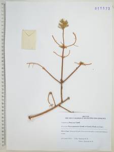 Ель китайская, Сибирь, Дальний Восток (S6) (Россия)