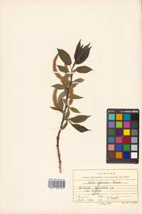 Chosenia urbaniana (Seemen) N. Chao, Сибирь, Дальний Восток (S6) (Россия)
