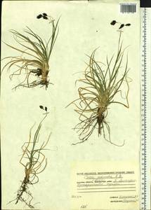 Осока нижнетычинковая Schkuhr, Сибирь, Чукотка и Камчатка (S7) (Россия)