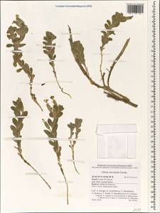 Silene succulenta, Зарубежная Азия (ASIA) (Израиль)
