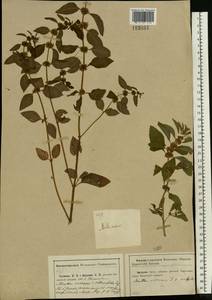 Мята полевая L., Восточная Европа, Центральный район (E4) (Россия)