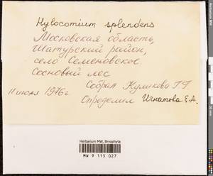 Hylocomium splendens (Hedw.) Schimp., Гербарий мохообразных, Мхи - Москва и Московская область (B6a) (Россия)
