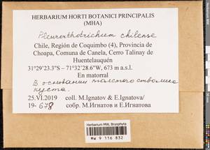 Pentastichella chilensis (Broth.) F. Lara, Garilleti & Draper, Гербарий мохообразных, Мхи - Америка (BAm) (Чили)