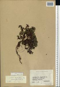 Salix berberifolia subsp. fimbriata A. K. Skvortsov, Сибирь, Якутия (S5) (Россия)