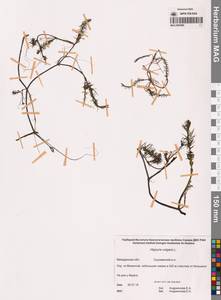 Хвостник обыкновенный, Водяная сосенка L., Сибирь, Чукотка и Камчатка (S7) (Россия)