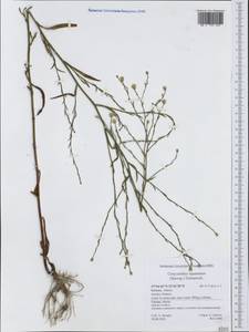 Symphyotrichum squamatum (Spreng.) G. L. Nesom, Западная Европа (EUR) (Греция)
