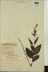 Дремлик широколистный, Дремлик чемерицевый (L.) Crantz, Западная Европа (EUR) (Швеция)