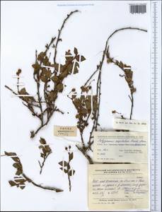 Persicaria capitata (Buch.-Ham. ex D. Don) H. Gross, Зарубежная Азия (ASIA) (КНР)
