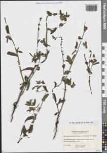 Амзинкия Мензиса (Lehm.) A.Nelson & J.F.Macbr., Сибирь, Дальний Восток (S6) (Россия)