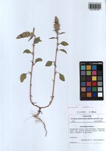 Щирица синеватая L., Сибирь, Алтай и Саяны (S2) (Россия)