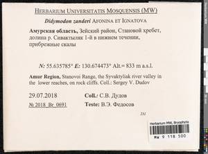 Husnotiella rufidula (Müll. Hal.) J.A. Jiménez & M.J. Cano, Гербарий мохообразных, Мхи - Дальний Восток (без Чукотки и Камчатки) (B20) (Россия)