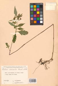 Череда сростнолопастная Muhl. ex Willd., Восточная Европа, Северо-Украинский район (E11) (Украина)