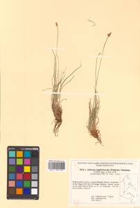 Carex simpliciuscula Wahlenb., Сибирь, Дальний Восток (S6) (Россия)