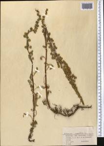 Полынь каменная L., Средняя Азия и Казахстан, Муюнкумы, Прибалхашье и Бетпак-Дала (M9) (Казахстан)