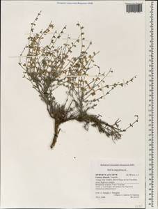 Salvia aegyptiaca L., Африка (AFR) (Испания)