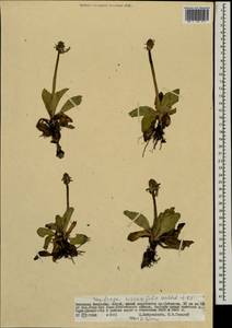 Micranthes hieraciifolia (Waldst. & Kit.) Haw., Монголия (MONG) (Монголия)