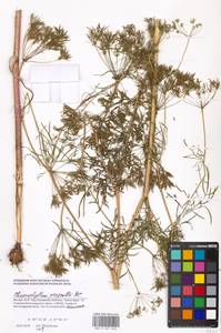 Бутень Прескотта DC., Восточная Европа, Московская область и Москва (E4a) (Россия)