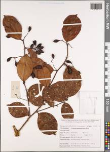 Celastrus monospermus Roxb., Зарубежная Азия (ASIA) (Вьетнам)