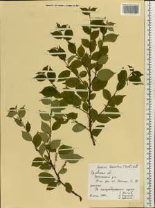 Prunus tomentosa Thunb., Восточная Европа, Центральный лесостепной район (E6) (Россия)