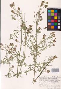 Medicago caerulea × falcata, Восточная Европа, Нижневолжский район (E9) (Россия)