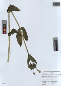 KUZ 004 580, Dichodon davuricum (Fisch. ex Spreng.) Á. Löve & D. Löve, Сибирь, Алтай и Саяны (S2) (Россия)