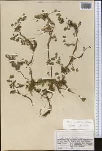 Helosciadium nodiflorum subsp. nodiflorum, Средняя Азия и Казахстан, Памир и Памиро-Алай (M2) (Таджикистан)
