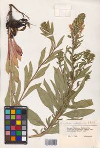 Oenothera ×rubricaulis Kleb., Восточная Европа, Литва (E2a) (Литва)