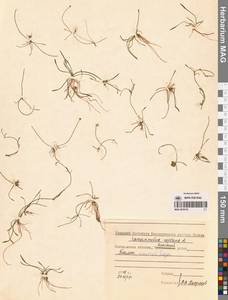 Лютик распростертый, Лютик стелющийся L., Сибирь, Чукотка и Камчатка (S7) (Россия)