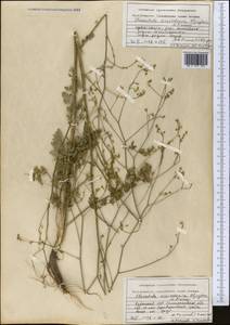 Элеостикта зеравшанская Kljuykov & Pimenov, Средняя Азия и Казахстан, Памир и Памиро-Алай (M2) (Узбекистан)