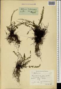 Костенец волосовидный L., Кавказ, Южная Осетия (K4b) (Южная Осетия)