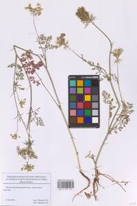 Морковь обыкновенная, Морковь дикая L., Восточная Европа, Московская область и Москва (E4a) (Россия)