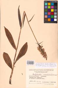 Пальчатокоренник Фукса (Druce) Soó, Восточная Европа, Московская область и Москва (E4a) (Россия)