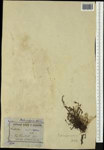 Plagiobothrys australasicus (A. DC.) I. M. Johnst., Австралия и Океания (AUSTR) (Австралия)