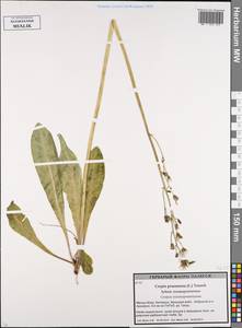 Скерда обгрызенная, Скерда тупоконечная (L.) Tausch, Восточная Европа, Белоруссия (E3a) (Белоруссия)