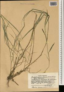Phacelurus speciosus (Steud.) C.E.Hubb., Зарубежная Азия (ASIA) (Афганистан)