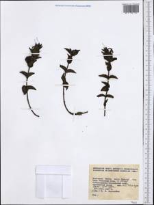 Scrophulariaceae, Западная Европа (EUR) (Болгария)