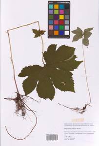 Filipendula digitata (Willd.) Bergmans, Сибирь, Дальний Восток (S6) (Россия)