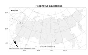 Psephellus caucasicus, Псефеллюс кавказский (Sosn.) Greuter, Атлас флоры России (FLORUS) (Россия)