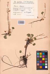 Кисличник двустолбиковый (L.) Hill, Восточная Европа, Северный район (E1) (Россия)