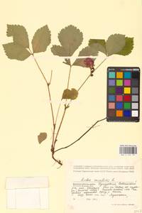 Костяника каменистая L., Восточная Европа, Волжско-Камский район (E7) (Россия)