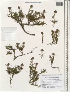 Thymus pannonicus All., Кавказ, Краснодарский край и Адыгея (K1a) (Россия)