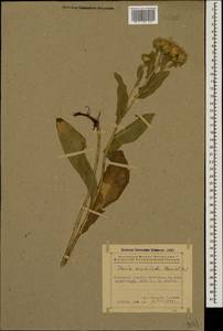 Pentanema auriculatum (Boiss. & Balansa) D. Gut. Larr., Santos-Vicente, Anderb., E. Rico & M. M. Mart. Ort., Кавказ, Азербайджан (K6) (Азербайджан)