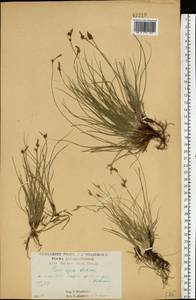 Осока приземистая Willd. ex Wahlenb., Восточная Европа, Центральный лесостепной район (E6) (Россия)