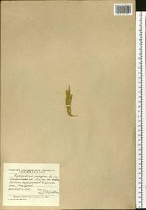 Spinulum annotinum subsp. dubium (Zoëga) J.H.Xue, Chepinoga & K.P.Ma, Сибирь, Чукотка и Камчатка (S7) (Россия)