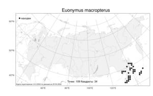Euonymus macropterus, Бересклет большекрылый Rupr., Атлас флоры России (FLORUS) (Россия)
